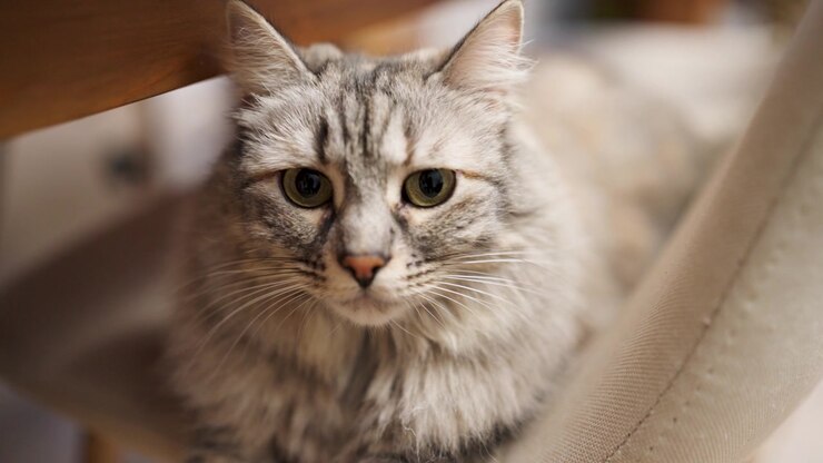 Portrait of a Fluffy Grey Tabby Cat Sitting on a Chair