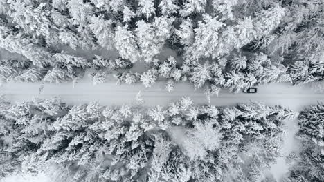 Aerial-view:-winter-forest.-Snowy-tree-branch-in-a-view-of-the-winter-forest.-Winter-landscape,-forest,-trees-covered-with-frost,-snow.