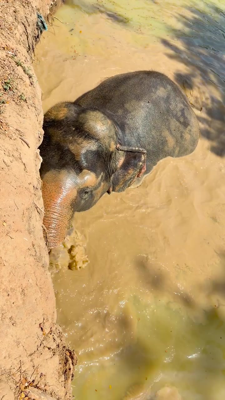 A high-angle shot shows an Asian elephant splashing and rolling in a muddy pool