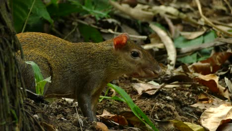 a young capybara in gamboa rainforest reserve, panama, static close up shot