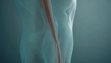 modelo de anatomía del esqueleto humano en 3d