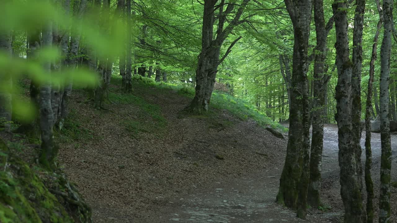 Handheld view on a beech forest close to the cirque de Gavarnie, a UNESCO site in the French Pyrenees.