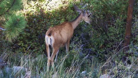 Mule-Deer-doe-grazing-on-bushes-in-early-morning