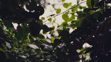 Moody-Rainy-Day:-Raindrops-Glistening-on-Garden-Foliage