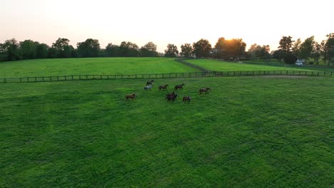caballos de pura raza corriendo por el pasto de hierba en kentucky