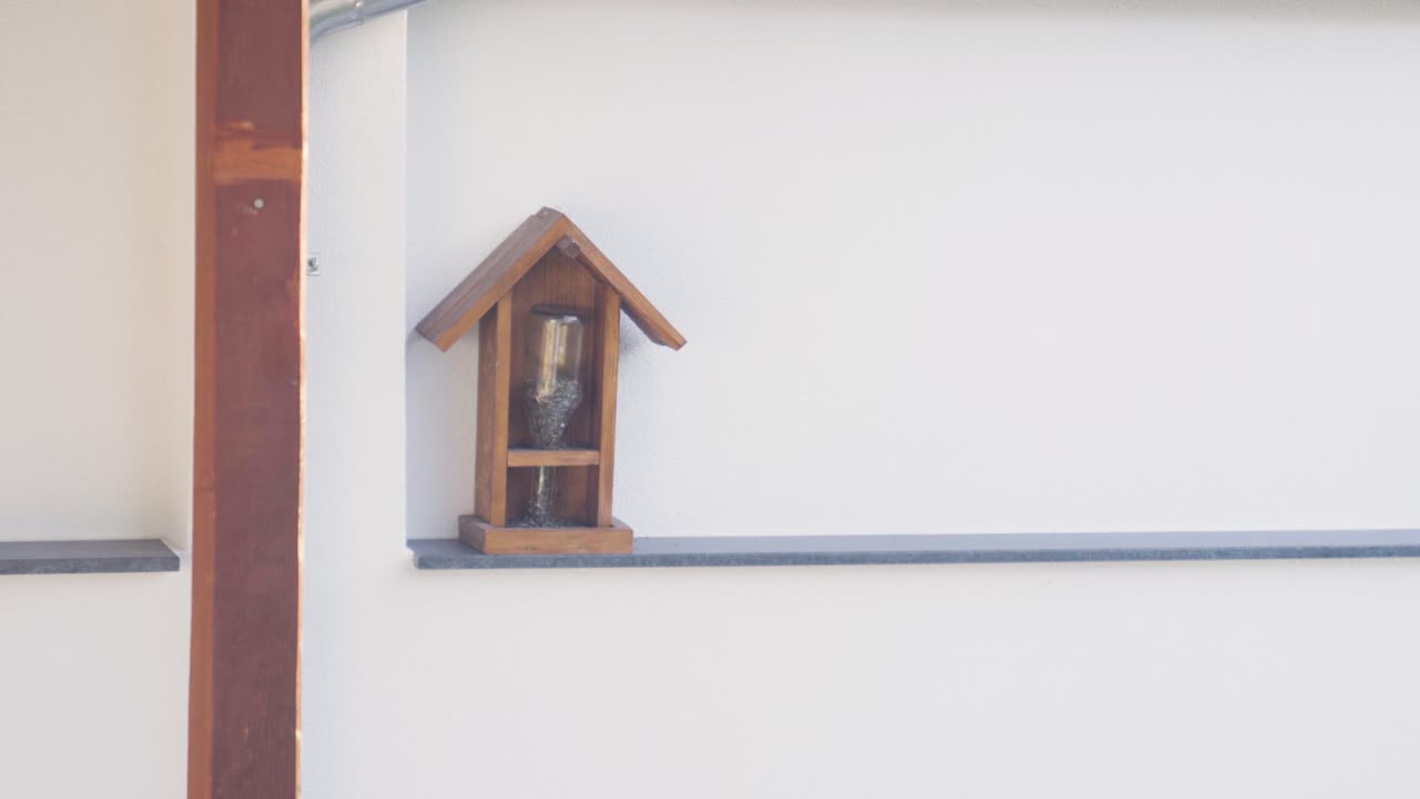 치카디는 먹이에서 새 씨을 빨리 어 먹고 날아갑니다.