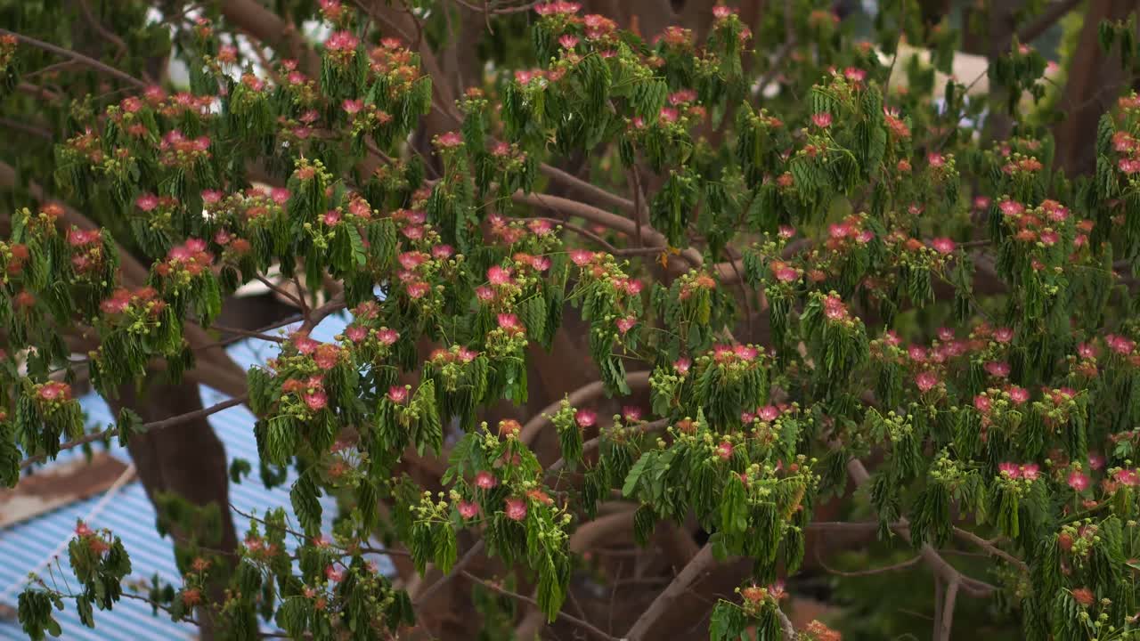 Flowers blooming in the trees in India