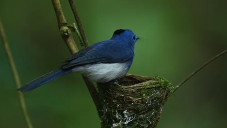 Papamoscas-Azul-De-Nuca-Negra,-Hypothymis-Azurea,-Tailandia