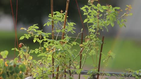 Un-Rosal-En-La-Terraza-Bajo-La-Lluvia