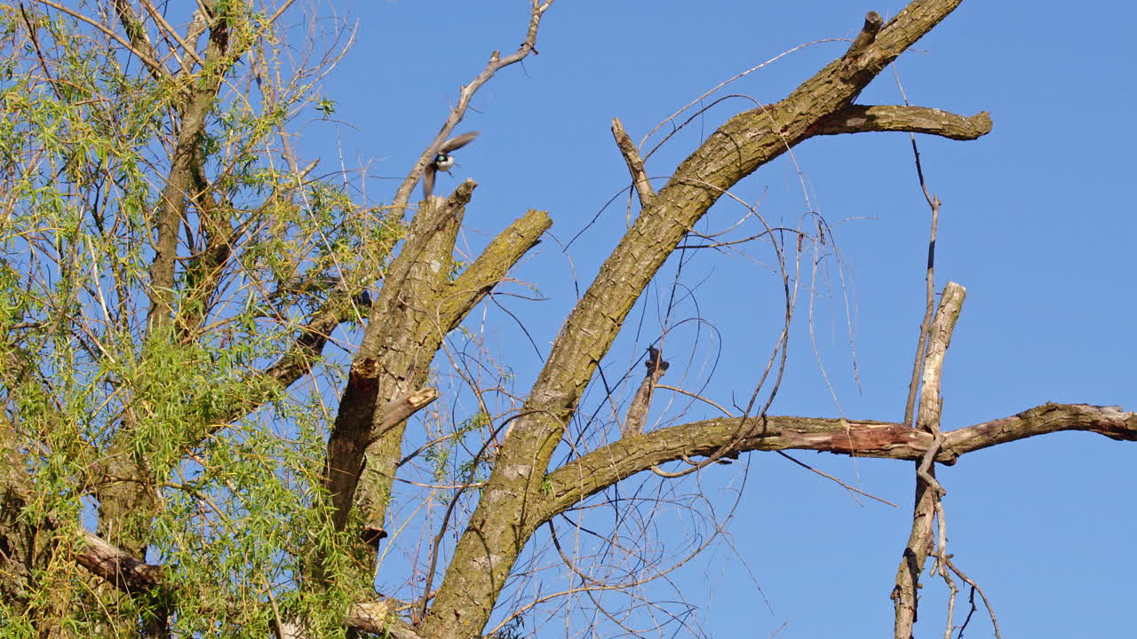The airborne romance of purple martins, frozen in stunning slow motion.