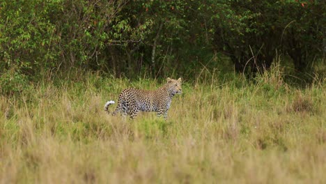 leopardo salvaje africano merodeando y caminando en las praderas de la reserva nacional de masai mara camuflando camuflaje, kenia, áfrica animales de safari en la reserva de masai mara norte