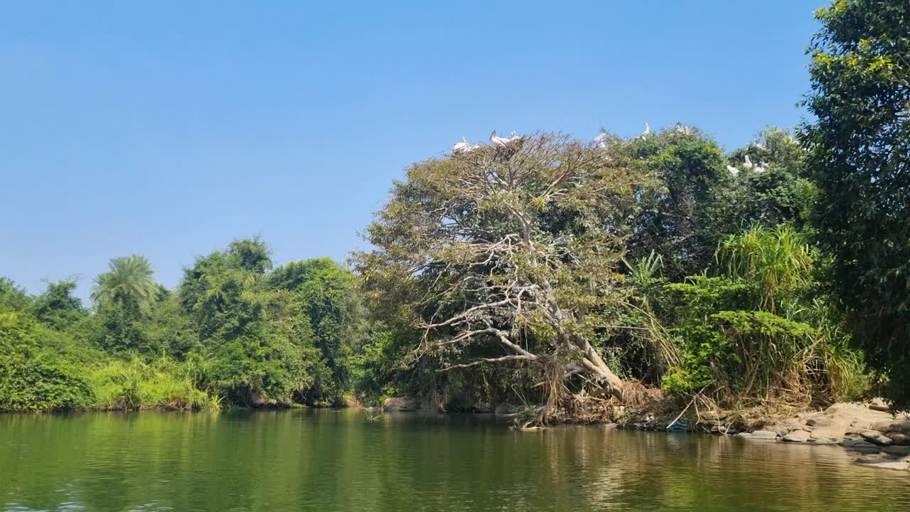Shot of dense tropical vegetation and pelicans nesting in treetops on a hot, sunny day, filmed from a tourist boat in Ranganathittu Bird Sanctuary near Mysore, India