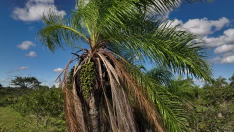 three close up jungle of bolivia rinforest with palm