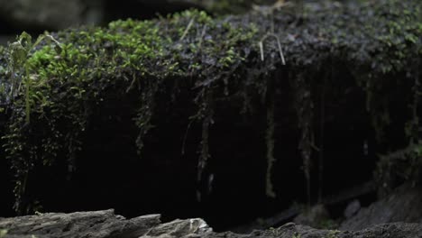 Water-dropping-of-the-grass-naturally