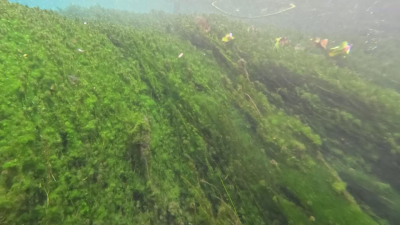 Berrak su, yemyeşil su altı bitki örtüsünü ortaya çıkarıyor.