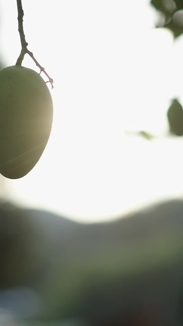 Close-up of a hanging mango fruit on a tree branch
