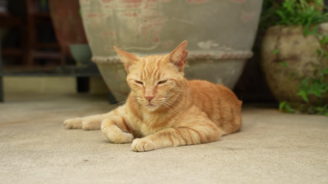 疲れて外でくつろぐ茶トラ猫