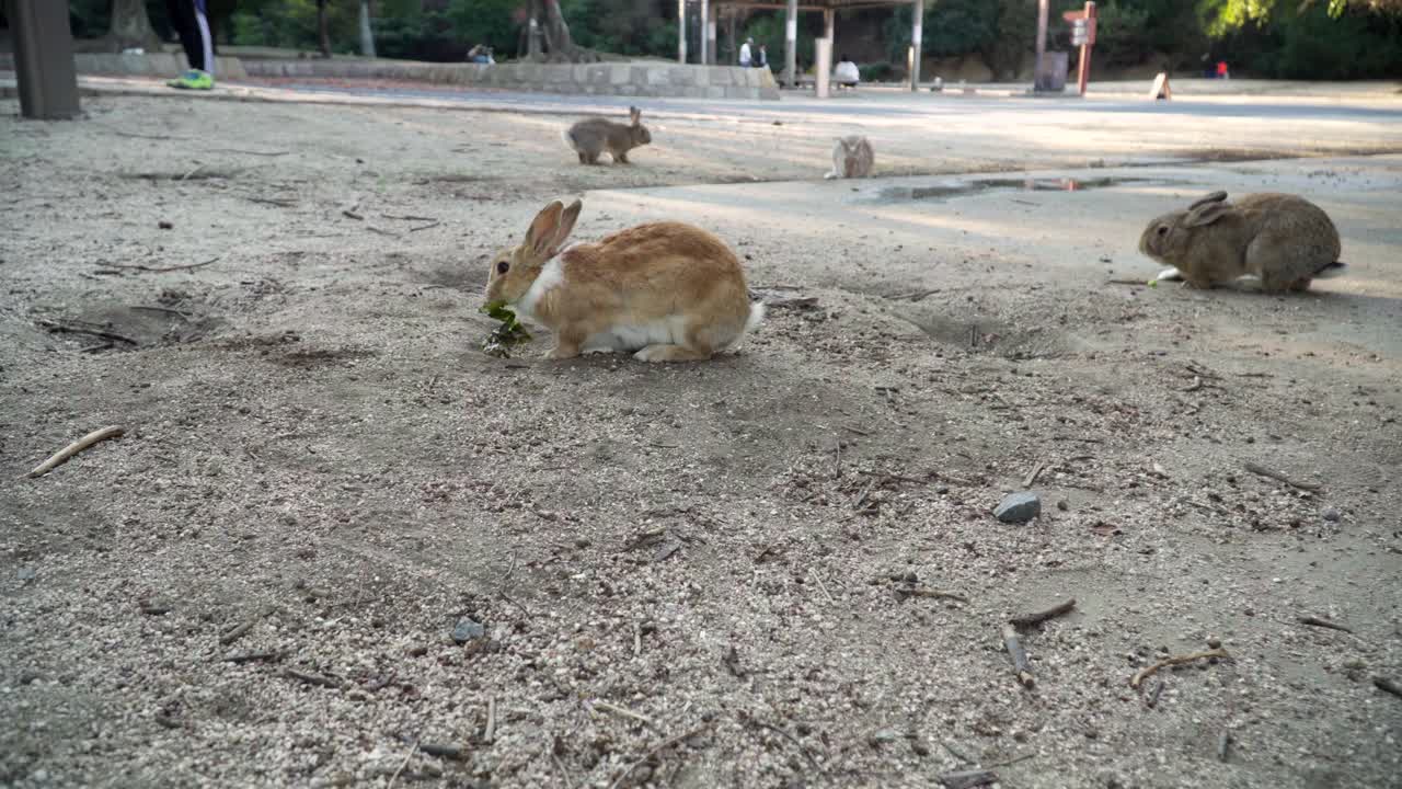 일본 토끼 섬 오쿠노시마에서 먹고 노는 토끼의 와이드 샷
