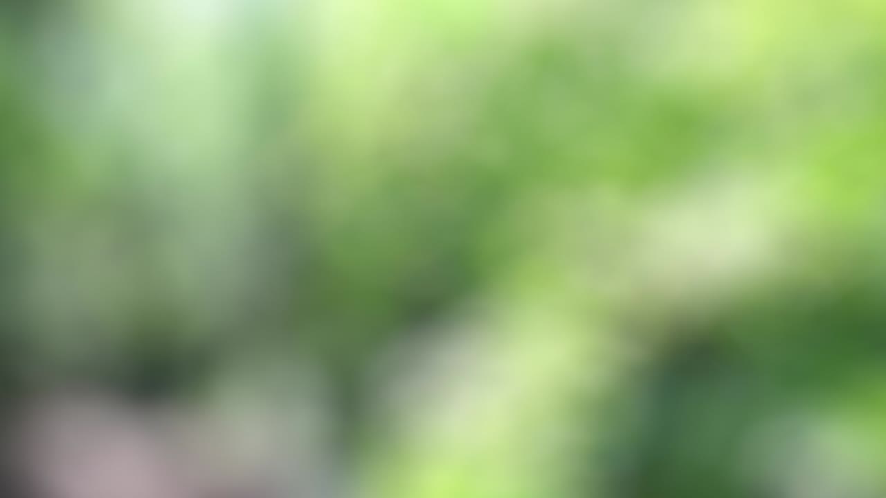 vuelo de mandarinas y rebanadas en el fondo del jardín