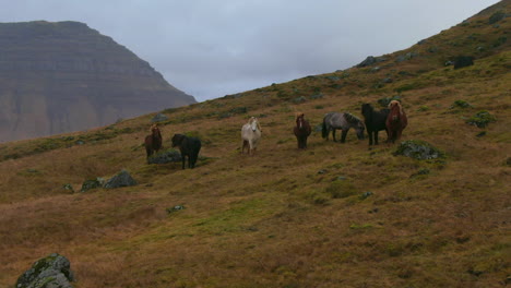 Several-wild-horses-grazing-on-a-hillside-with-mountains-in-the-background-in-Iceland-Kirkjufell-Mountain-near-Grundarfjordour