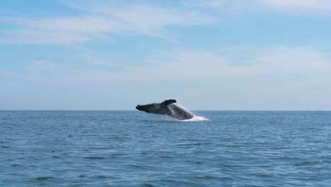 Big-Humpback-Whale-jump-out-of-water-in-the-middle-of-the-ocean-and-making-a-big-splash-wave,-slow-motion