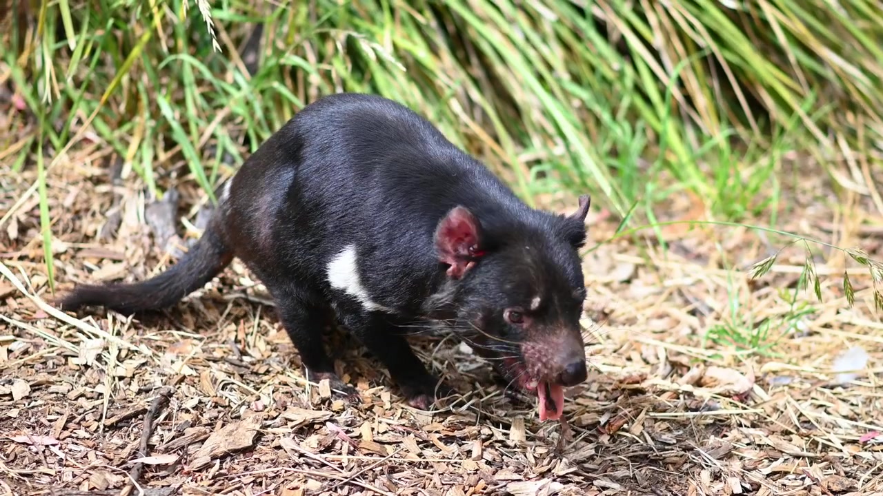 Diavolo della Tasmania selvatico che ringhia e annusa il terreno
