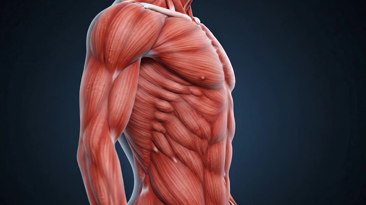Kattava yleiskatsaus ihmisen lihas- ja luustoanatomiaan: Yksityiskohtaiset 3D-renderöinnit esitellen lihaksistoa ja selkärangan rakennetta teräväpiirtona