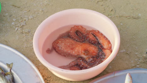 Freshly-caught-ocotopus-swirls-around-in-white-plastic-bowl,-pulsating-squiriming-in-water