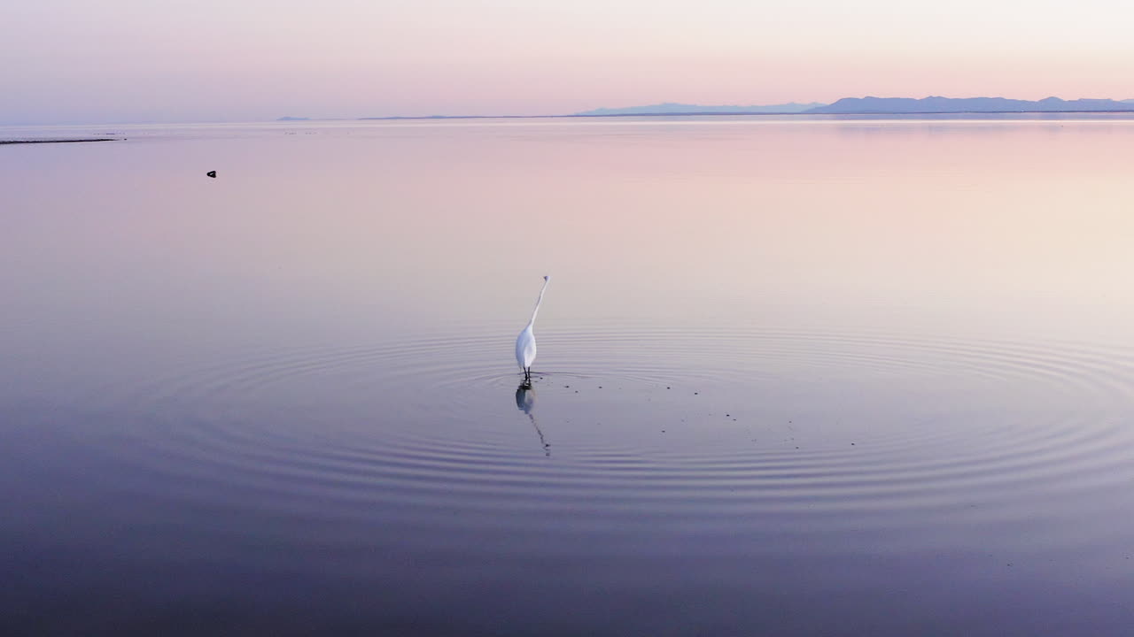 Close-up of a Great Egret wading through the shallow reflective waters near the salt-crusted shore of the Salton Sea in California