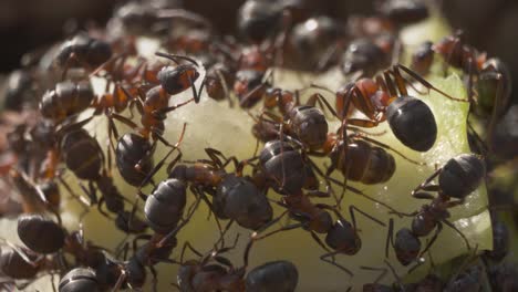 Ant-colony,-lots-of-ants-gathering-food-for-nest,-insects-macro-closeup