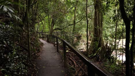 Vista-Del-Sendero-Para-Caminar-Y-El-Bosque,-Puente-Natural,-Parque-Nacional-Springbrook-Gold-Coast,-Australia