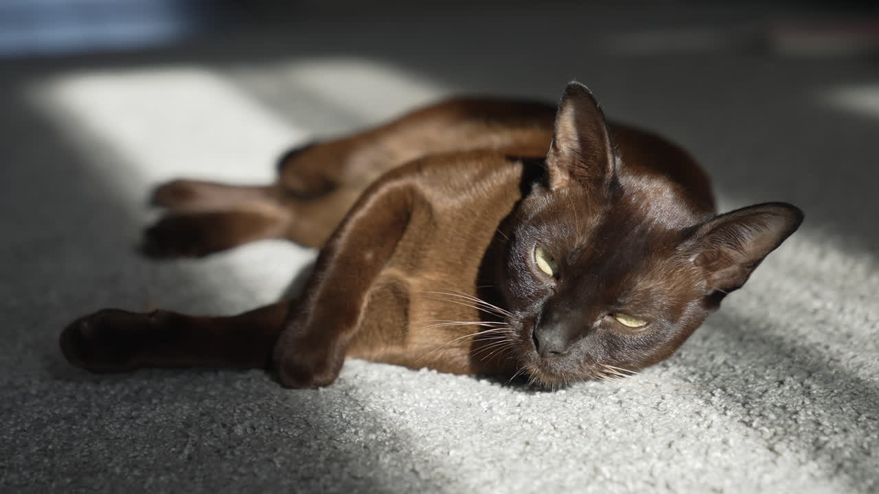 Gatto divertente sdraiato a terra. Animale domestico scuro, soffice e carino che gioca in casa.