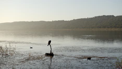 Ducks-look-for-food-in-a-wetland-lake-area-as-a-commorant-sits-perched-on-a-dead-tree-stump-just-before-dawn