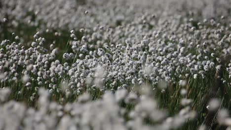 Hierba-De-Algodón-De-Cola-De-Liebre,-Hierba-De-Algodón-De-Mechón,-Hierba-De-Algodón-De-Cola-De-Liebre,-Eriophorum-Vaginatum-En-El-Período-De-Floración