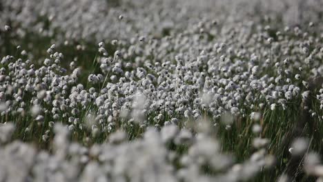 hierba de algodón de cola de liebre, hierba de algodón de mechón, hierba de algodón de cola de liebre, eriophorum vaginatum en el período de floración