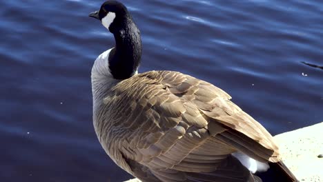 close up of a goose on concrete preening itself by the water