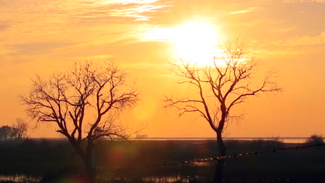 Friedlicher-Orangefarbener-Sonnenuntergang-Mit-Der-Silhouette-Zweier-Toter-Bäume-Am-Horizont