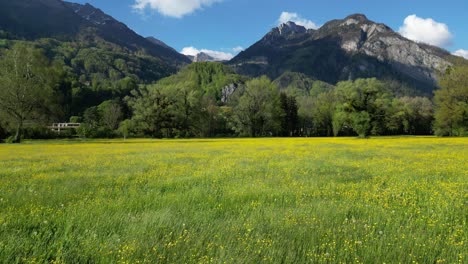 campo de flores silvestres amarillas bailando en la brisa en los prados de suiza