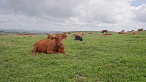 Irish-Cattle-Grazing-in-Field-Near-Cliffs-of-Moher-in-Ireland