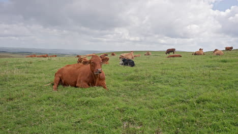 irish cattle grazing in field near cliffs of moher in ireland