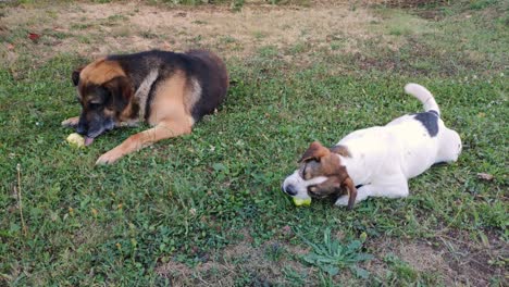 A-German-shepherd-dog-and-another-small-breed-cross-bite-apples-to-eat-directly-from-the-apple-tree-in-a-rested-posture-on-the-grass,-Shot-in-the-foreground,-A-Coruña,-Galicia,-Spain-1