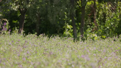 movimiento impulsado por el viento de las flores de lucerna púrpura