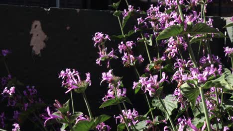 a hummingbird hawk-moth sucks nectar out of small purple flowers next to a wall