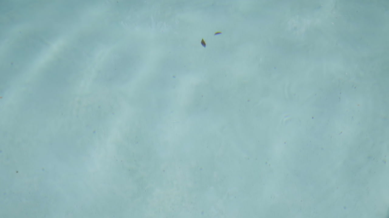 pequeñas gotas crean ondas en la superficie de la piscina