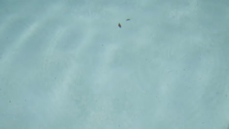 pequeñas gotas crean ondas en la superficie de la piscina
