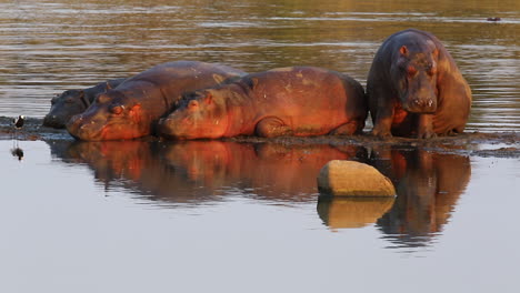 hipopótamos perezosos relajándose junto a aguas tranquilas con un pequeño pájaro chorlito herrero negro moviéndose por