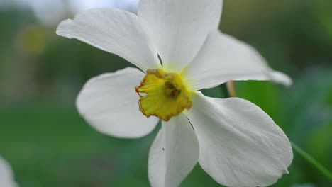 closeup daffodil flower. floral view charming small flowers blooming