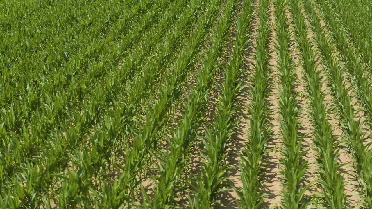Aerial Shot of Cornfield Drone View of Lush Green Crops and Expansive Agricultural Landscape from Above