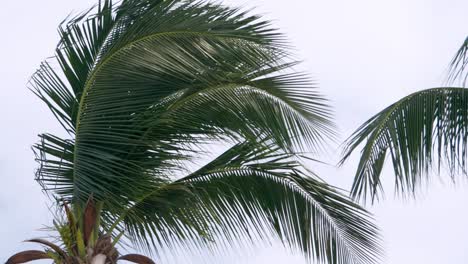 hojas de coco balanceándose mientras es soplado por el viento en un día sin nubes en un campo en una de las provincias de tailandia