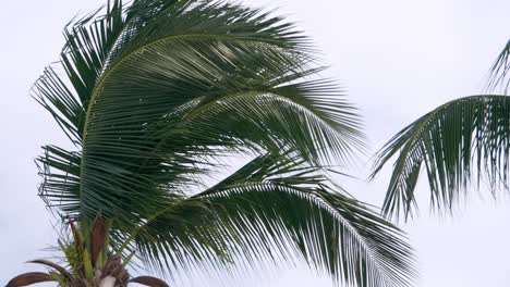 coconut leaves swaying as it is blown by the wind on a cloudless day in a countryside in one of the provinces in thailand